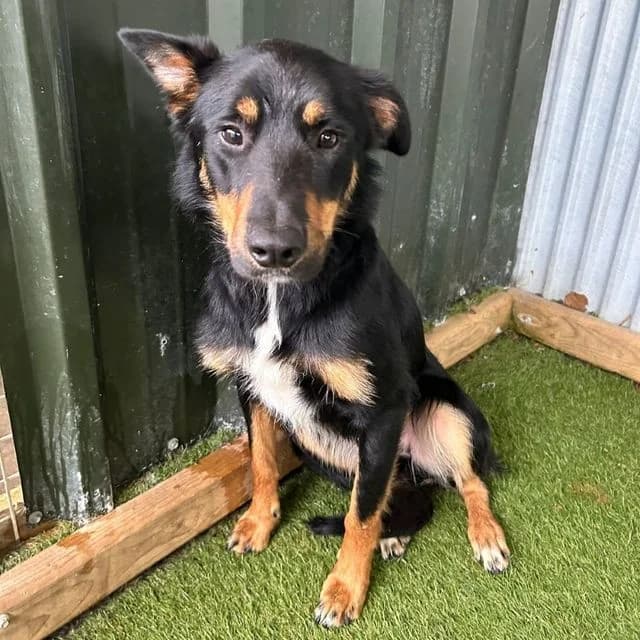 Forrest, male young Collie for adoption at Many Tears Animal Rescue, Llanelli