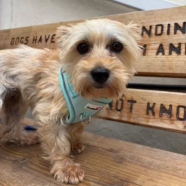 Flower Pot, female 3yo Yorkshire Terrier for adoption at Many Tears Animal Rescue, Llanelli