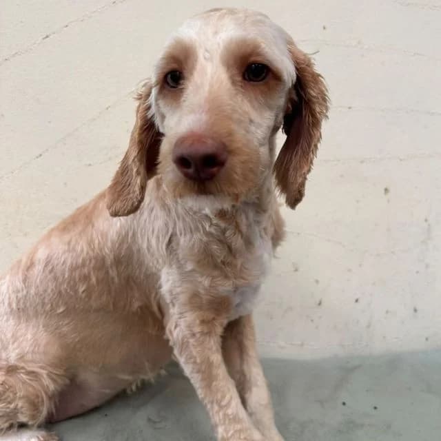 Munchie, female puppy Labradoodle for adoption at Many Tears Animal Rescue, Llanelli