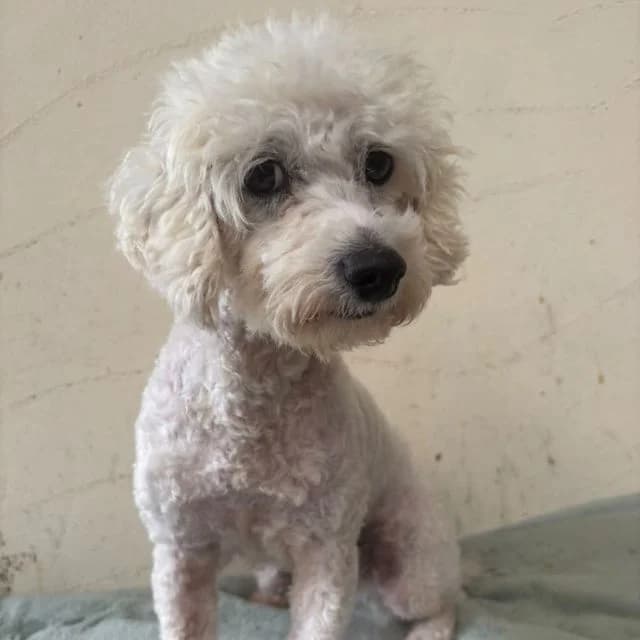 Monet, Bichon Frisé (Many Tears Animal Rescue)