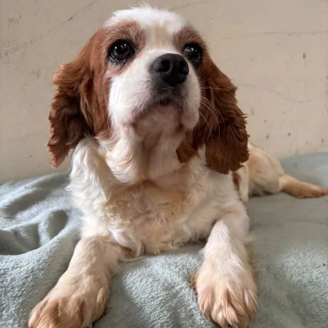 Hetty, female Cavalier King Charles Spaniel for adoption at Many Tears Animal Rescue, Llanelli
