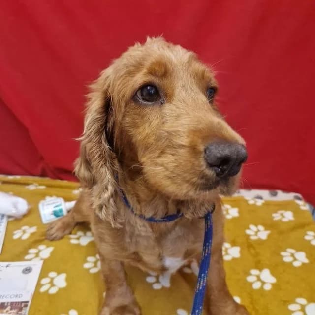 Molly, female 6yo Cocker Spaniel for adoption at Many Tears Animal Rescue, Llanelli