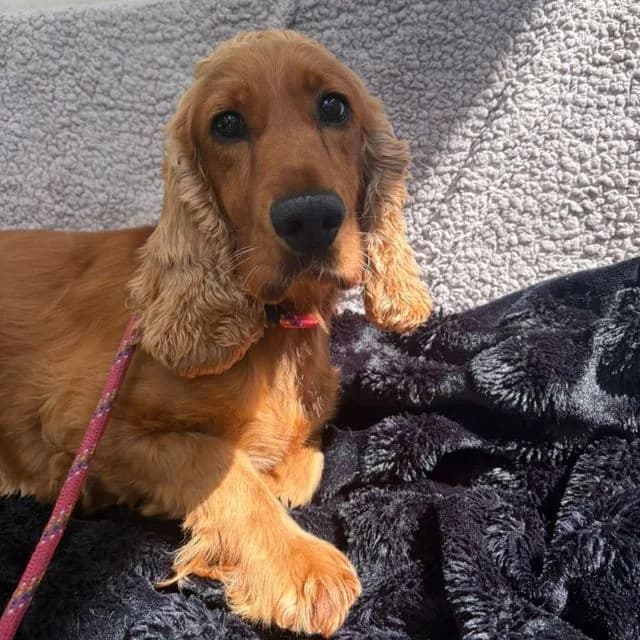 Mika, female 5yo Cocker Spaniel for adoption at Many Tears Animal Rescue, Llanelli