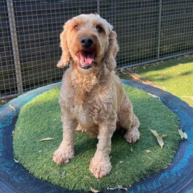 Daisy, female 5yo Poodle for adoption at Many Tears Animal Rescue, Llanelli