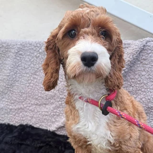 Maisie, female 5yo Poodle for adoption at Many Tears Animal Rescue, Llanelli