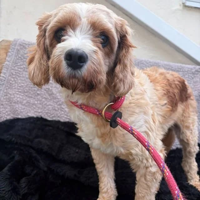 Cassie-May, female 5yo Poodle for adoption at Many Tears Animal Rescue, Llanelli