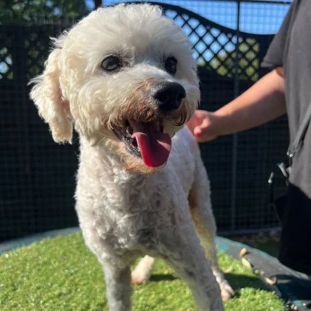 Crush, male senior Poodle for adoption at Many Tears Animal Rescue, Llanelli