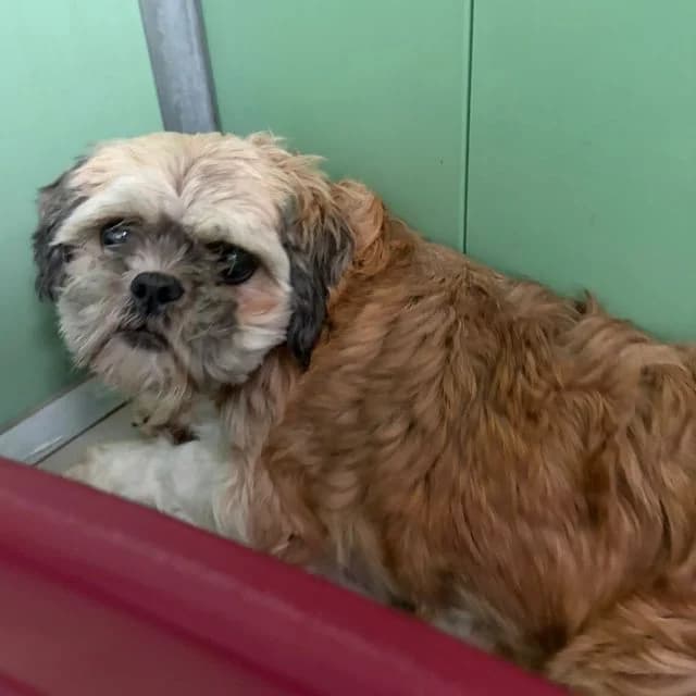 Winnie, female 3yo Shih Tzu for adoption at Many Tears Animal Rescue, Llanelli
