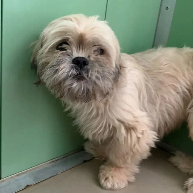 Wendy, female 3yo Shih Tzu for adoption at Many Tears Animal Rescue, Llanelli