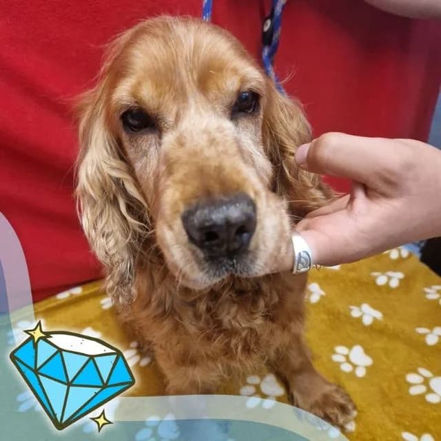 Molly Moo, female senior Cocker Spaniel for adoption at Many Tears Animal Rescue, Llanelli