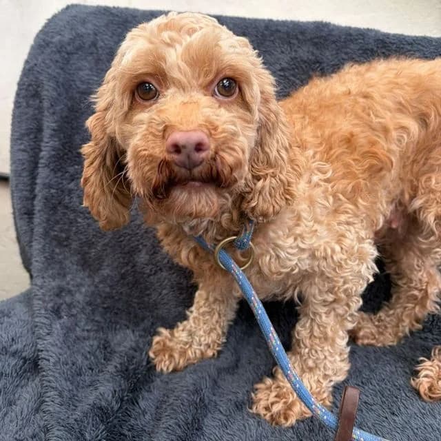 Tian, female 4yo Poodle for adoption at Many Tears Animal Rescue, Llanelli