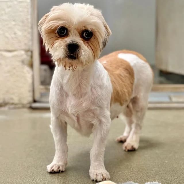 Bambi, female young Shih Tzu for adoption at Many Tears Animal Rescue, Llanelli