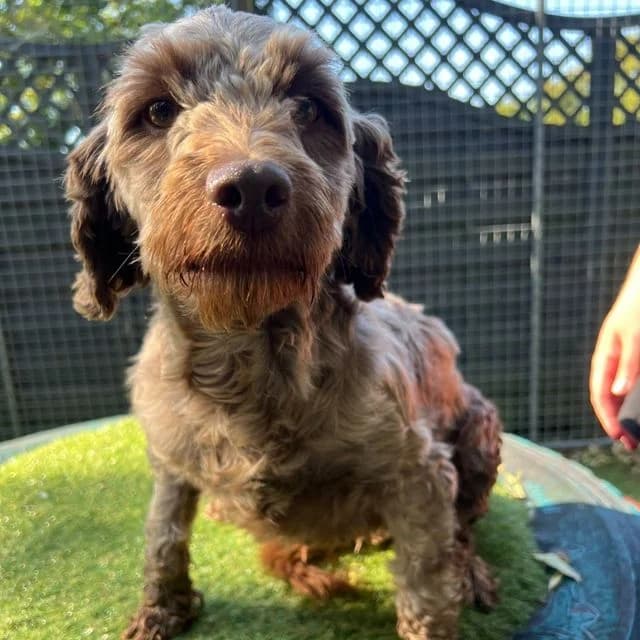 Holly, female 4yo Poodle for adoption at Many Tears Animal Rescue, Llanelli