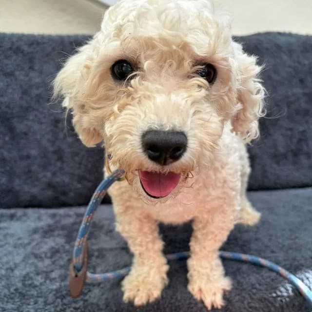 Cindy, female 5yo Bichon Frisé for adoption at Many Tears Animal Rescue, Llanelli