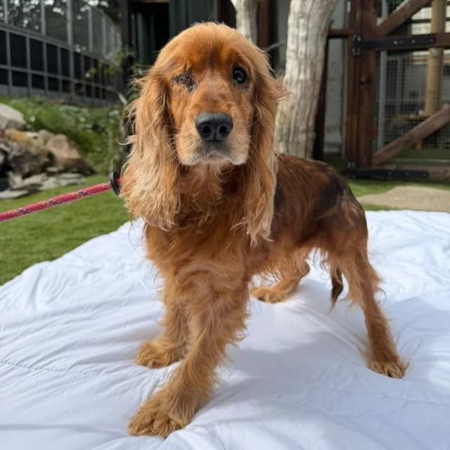 Milly, female 4yo Cocker Spaniel for adoption at Many Tears Animal Rescue, Llanelli