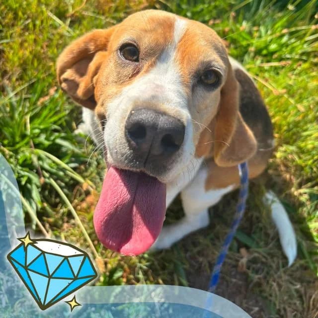 Bramble, female 4yo Beagle for adoption at Many Tears Animal Rescue, Llanelli