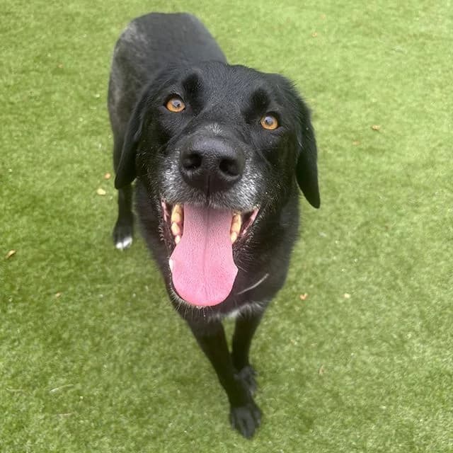 Jackson, male 5yo Mixed Breed for adoption at Many Tears Animal Rescue, Llanelli