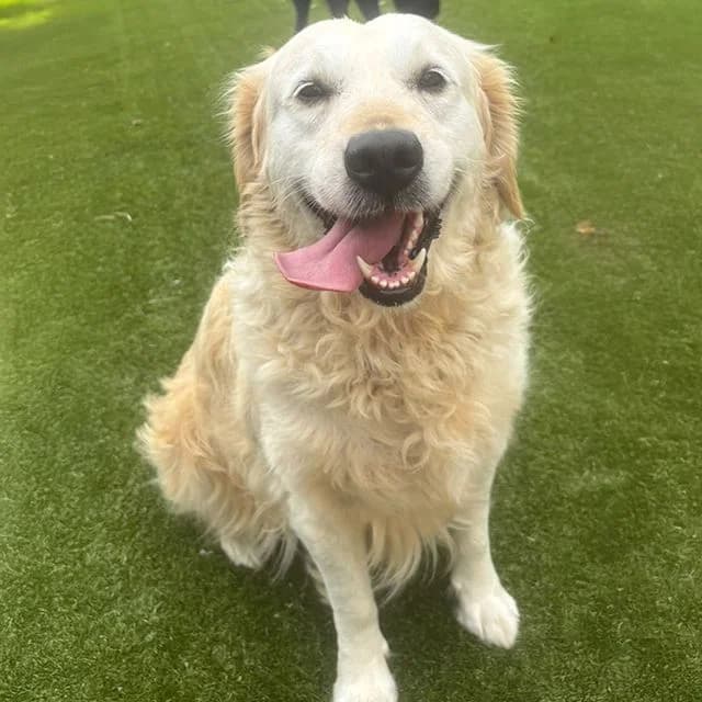 Nell, female 4yo Golden Retriever for adoption at Many Tears Animal Rescue, Llanelli