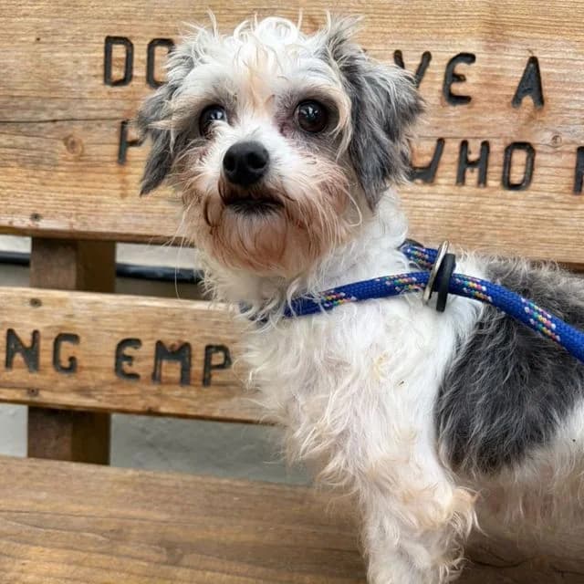 Tulip, female Shih Tzu for adoption at Many Tears Animal Rescue, Llanelli