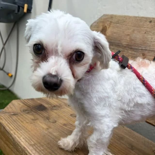 Logan, male Maltese for adoption at Many Tears Animal Rescue, Llanelli