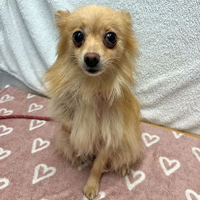 Olivia, female 7yo Pomeranian for adoption at Many Tears Animal Rescue, Llanelli