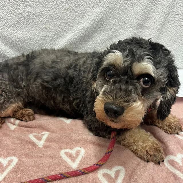 Oona, female 6yo mixed breed for adoption at Many Tears Animal Rescue, Llanelli