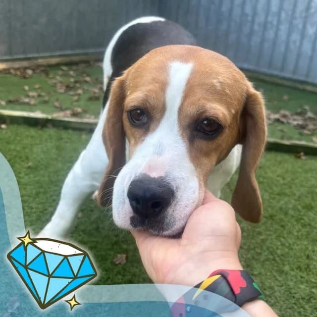 Owl, female 4yo Beagle for adoption at Many Tears Animal Rescue, Llanelli