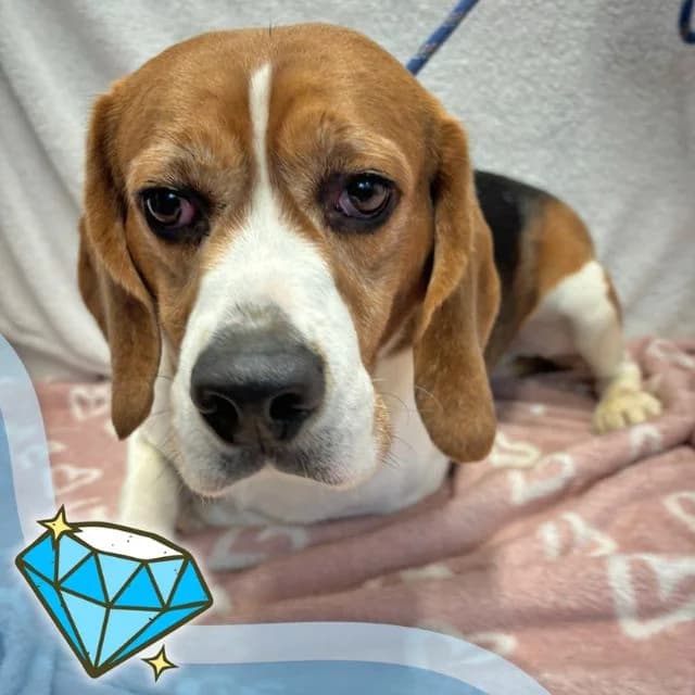 Oz, male 3yo Beagle for adoption at Many Tears Animal Rescue, Llanelli