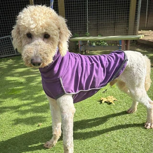 Harley, male young Poodle for adoption at Many Tears Animal Rescue, Llanelli
