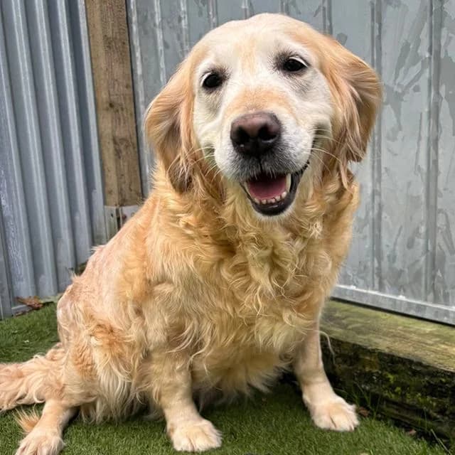 Halo, female 7yo Golden Retriever for adoption at Many Tears Animal Rescue, Llanelli