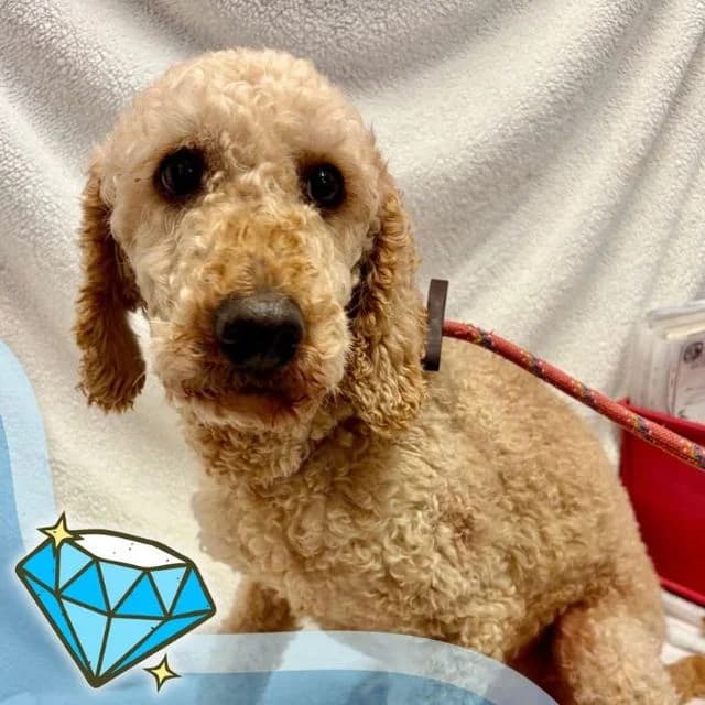Orlando, male senior Poodle for adoption at Many Tears Animal Rescue, Llanelli