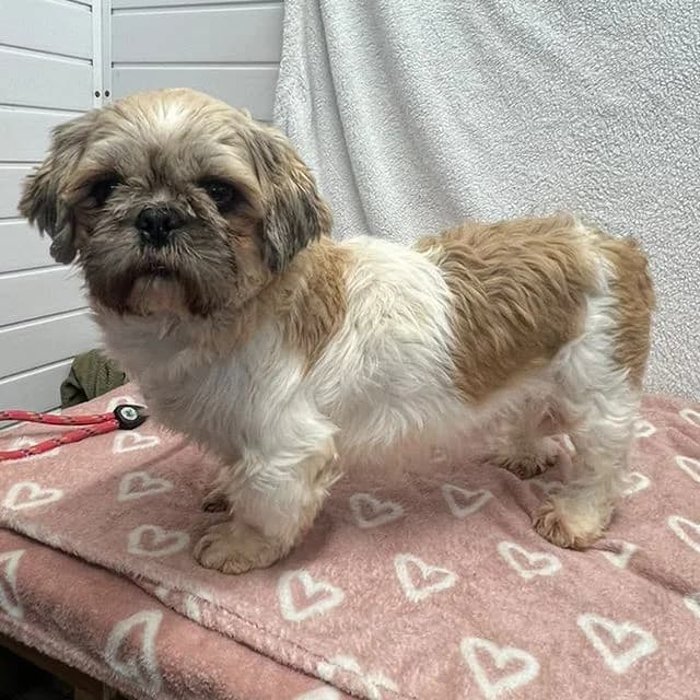 Orchid, female 5yo Shih Tzu for adoption at Many Tears Animal Rescue, Llanelli