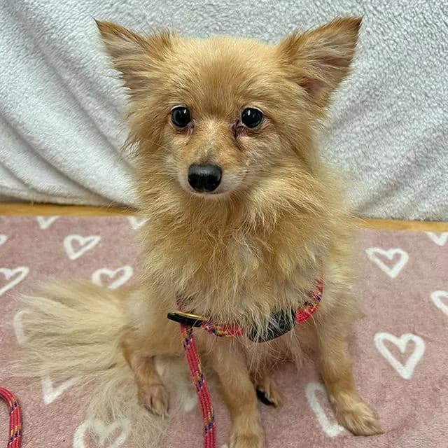 Oak, female 5yo Pomeranian for adoption at Many Tears Animal Rescue, Llanelli