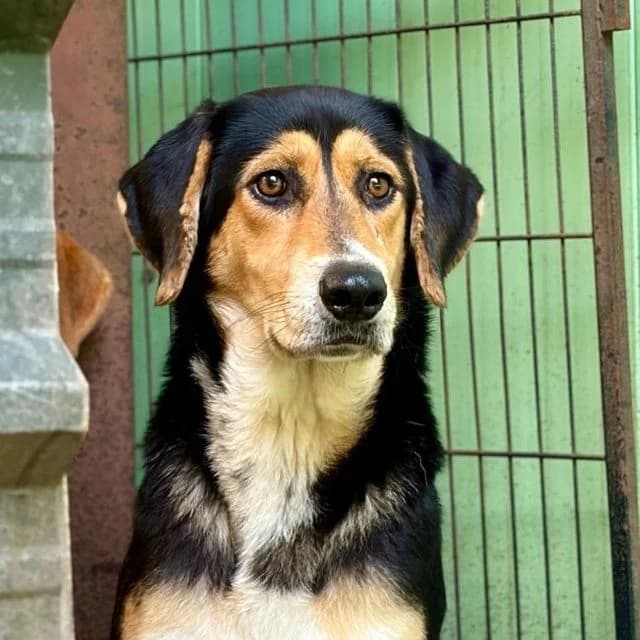 Bella,  (Many Tears Animal Rescue)