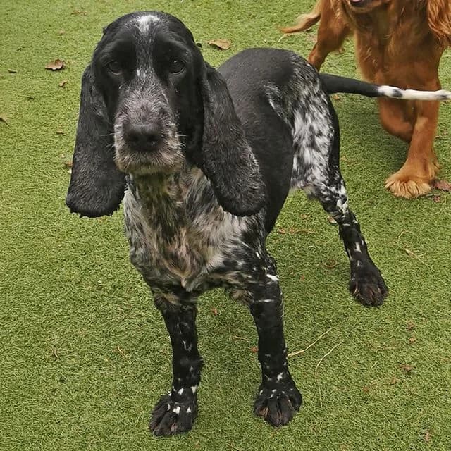 Tara, Cocker Spaniel (Many Tears Animal Rescue)