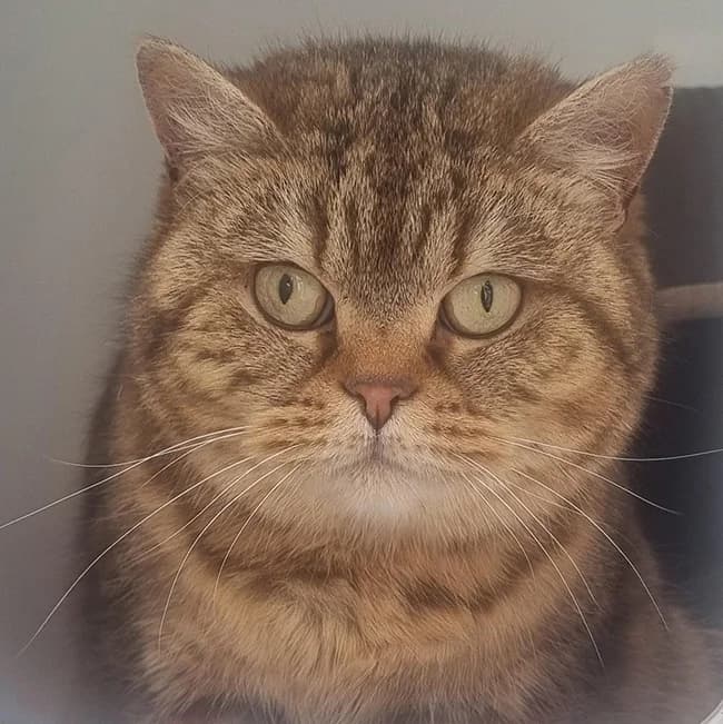 Tigger, grey tabby female British Shorthair for adoption at Many Tears Animal Rescue, Llanelli