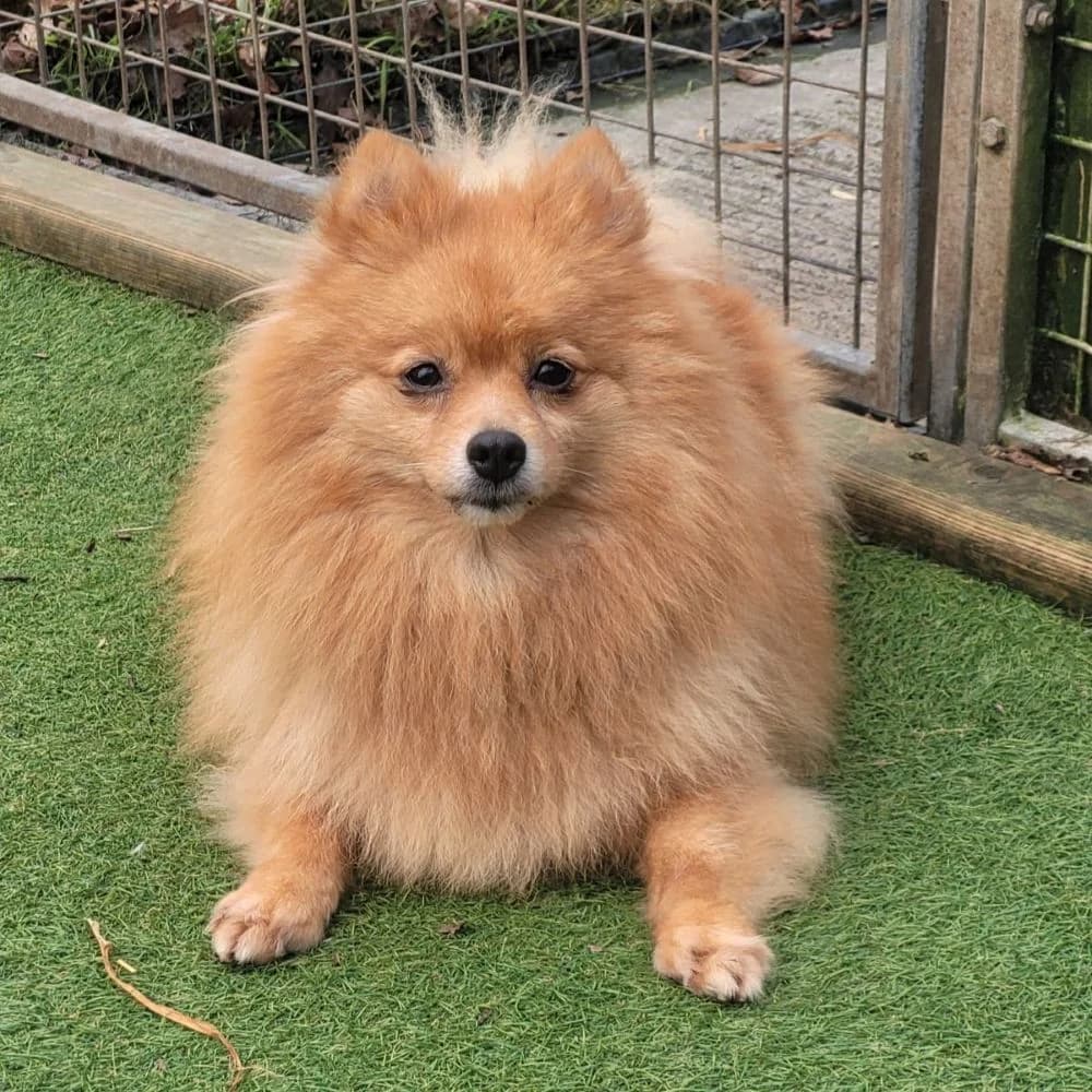 Arctic, female Pomeranian for adoption at Many Tears Animal Rescue, Llanelli