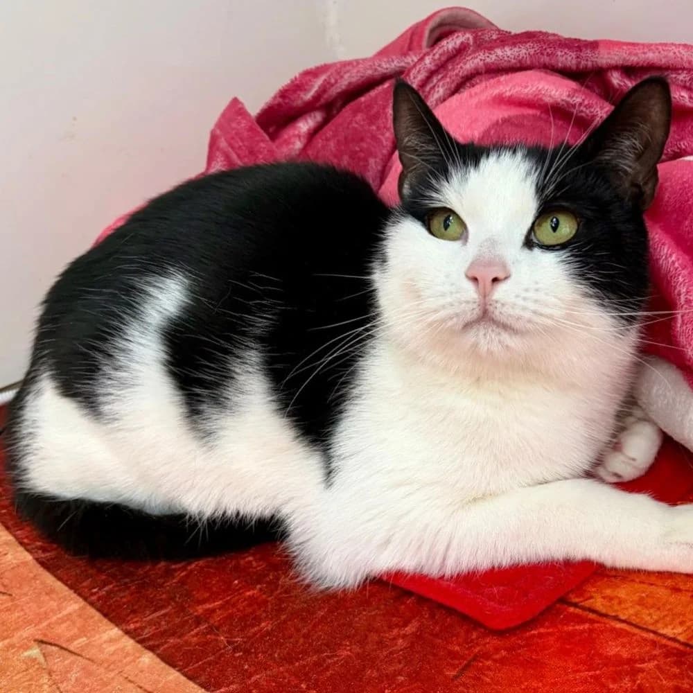 Mike, male 5yo Mixed Breed Cat for adoption at Many Tears Animal Rescue, Llanelli