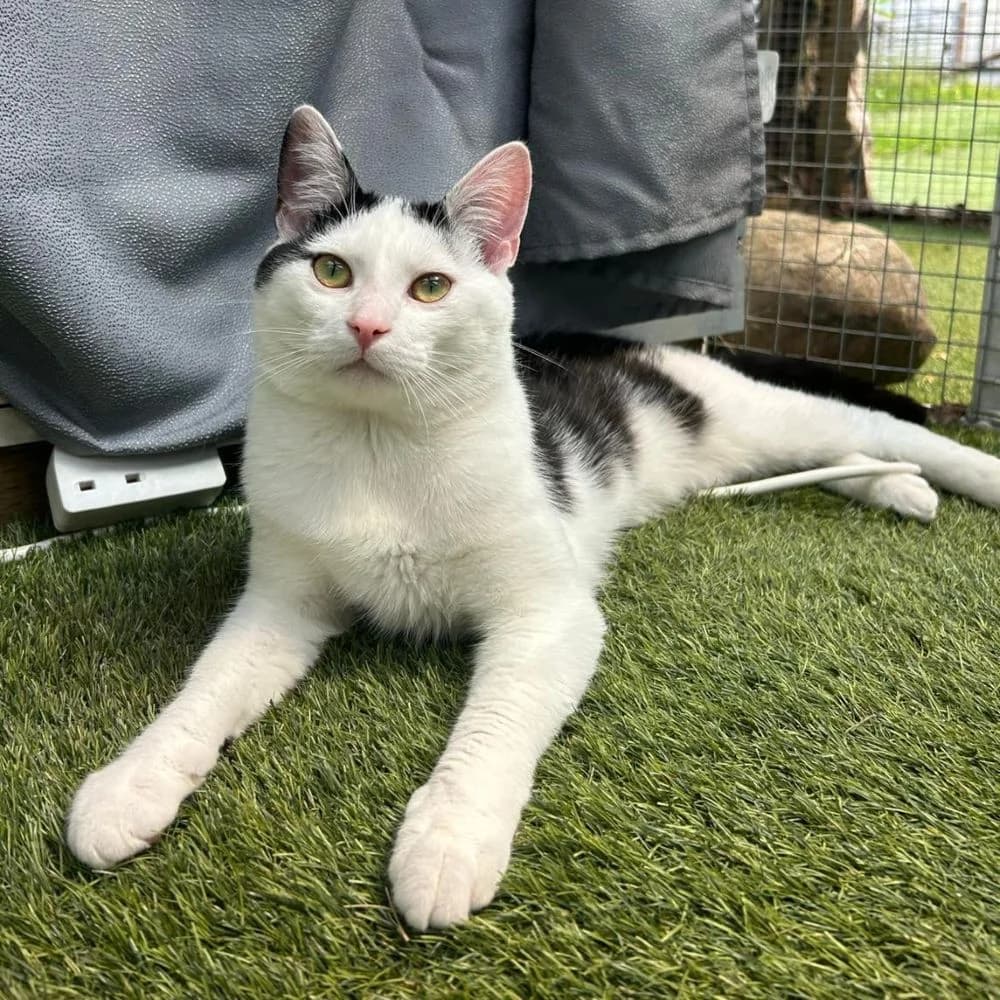 Oreo, Mixed Breed Cat (Many Tears Animal Rescue)