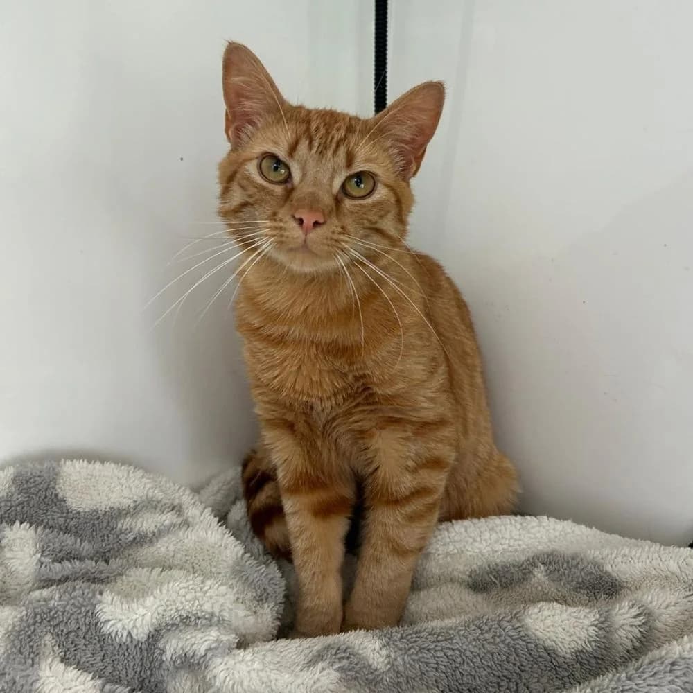 Honey, male puppy Mixed Breed Cat for adoption at Many Tears Animal Rescue