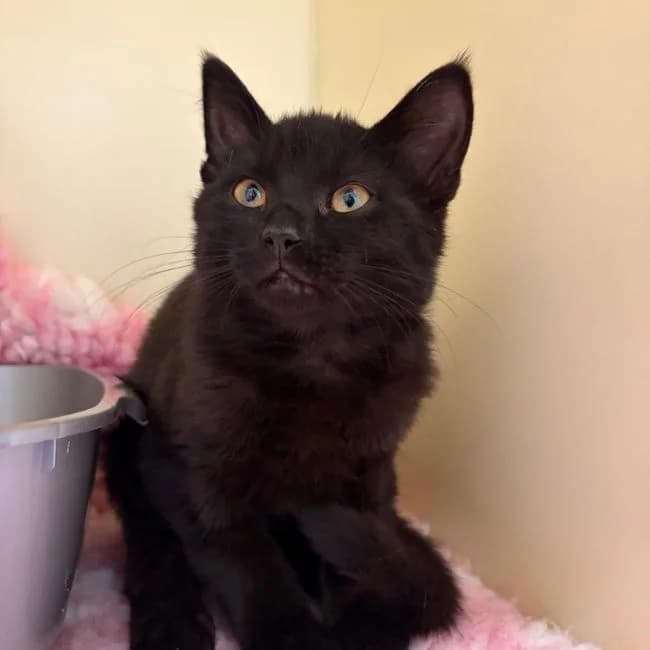Jeff, male Mixed Breed Cat for adoption at Many Tears Animal Rescue, Llanelli