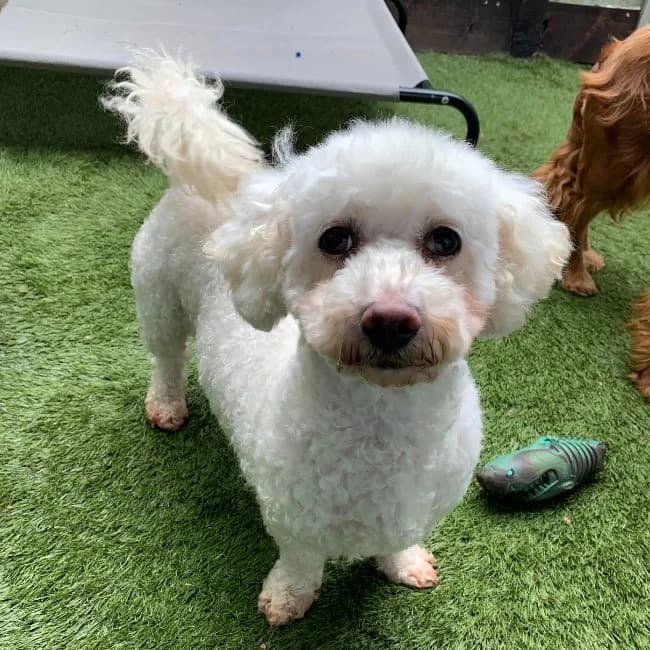 Sachiko, female 6yo Bichon Frisé for adoption at Many Tears Animal Rescue, Llanelli