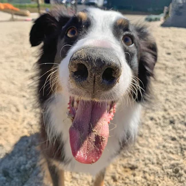 Toucan, male 6yo Collie for adoption at Many Tears Animal Rescue