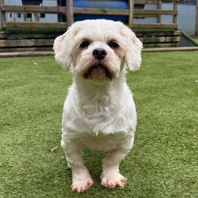 Tinkerbell, female 5yo Maltese for adoption at Many Tears Animal Rescue