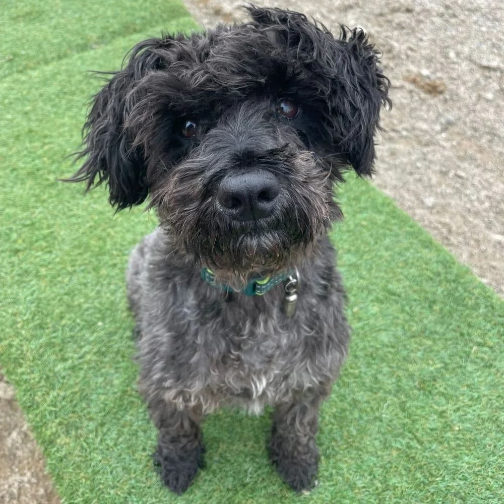 Guiness, male 4yo Miniature Schnauzer for adoption at Many Tears Animal Rescue, Llanelli