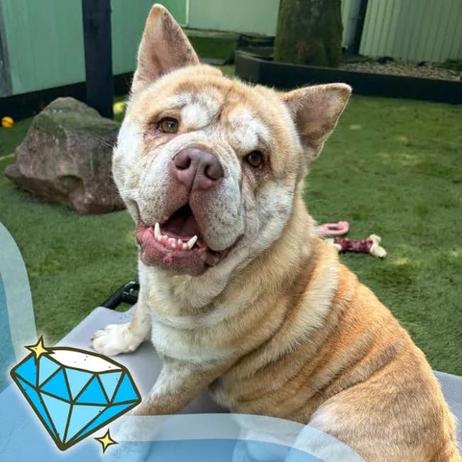Cuba, male 4yo mixed breed for adoption at Many Tears Animal Rescue