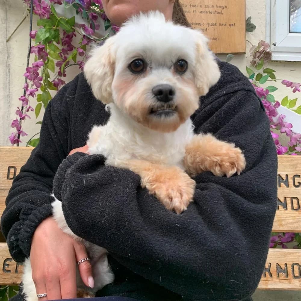 Rye, female 5yo Bichon Frisé for adoption at Many Tears Animal Rescue, Llanelli