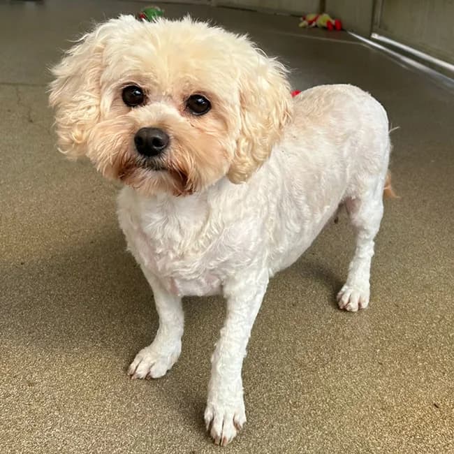 Ravelin, female 5yo Shih Tzu for adoption at Many Tears Animal Rescue, Llanelli