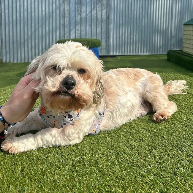 Rivenook, female 7yo Shih Tzu for adoption at Many Tears Animal Rescue, Llanelli