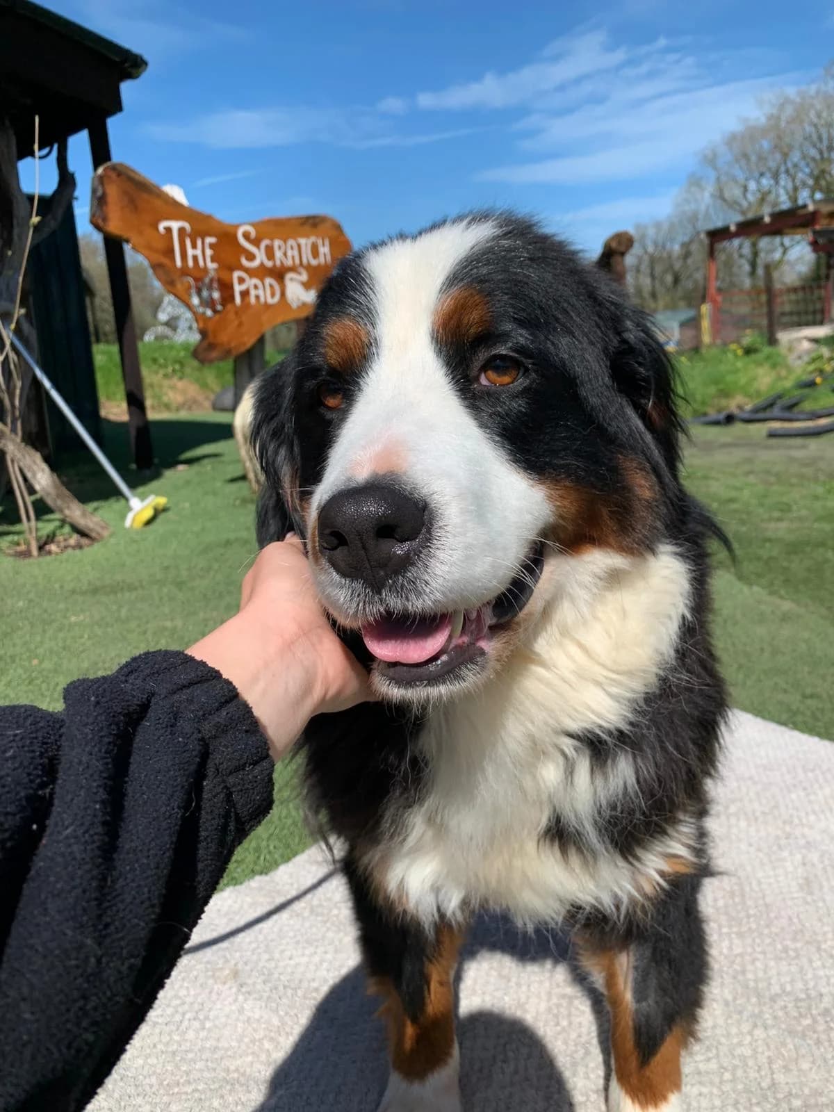 Ocean, female 4yo Bernese Mountain Dog for adoption at Many Tears Animal Rescue, Llanelli